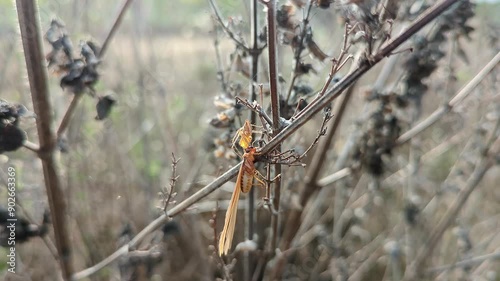 A macro view of a orange spider or pink prowler perched on a plant with its prey photo