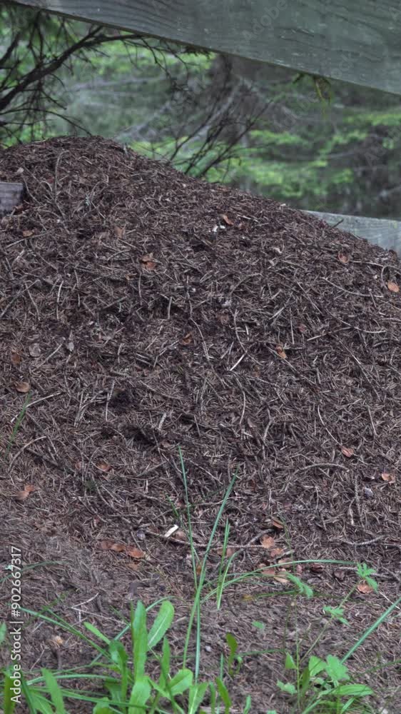 An anthill in the wild leaning on a fence.The ants are very busy with their tasks. An anthill in the wild leaning on a fence.The ants are very busy with their tasks.