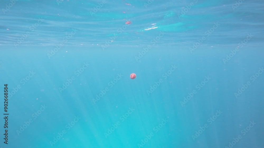 A wide shot of a jellyfish floating near the surface. The jellyfish's delicate, translucent body glows with shades of orange, creating a captivating and serene scene against the clear blue water. A wide shot of a jellyfish floating near the surface. The jellyfish's delicate, translucent body glows with shades of orange, creating a captivating and serene scene against the clear blue water.