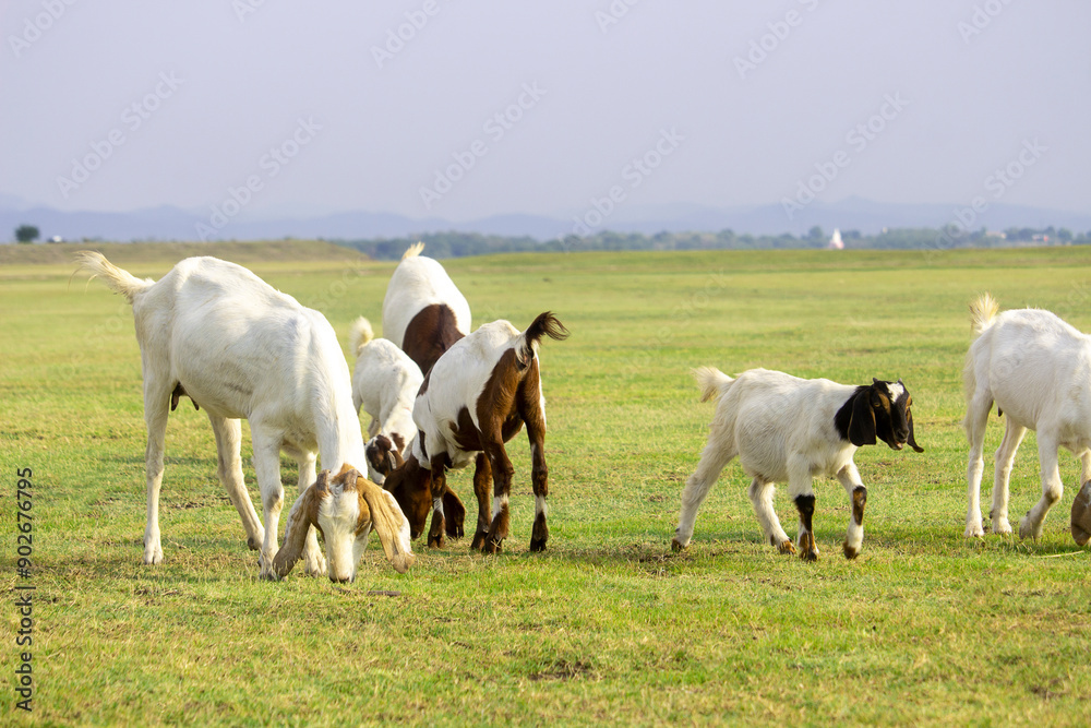 Brown and white goat grazing in the field. Brown and white goat grazing in the field.