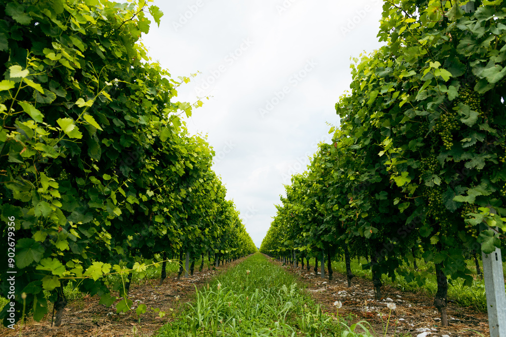rows of grapevines stretching into perspective under a cloudy sky. Green leaves and ripening grape bunches create a feeling of fertility and well-groomed vineyard, conveying an atmosphere of rural tra rows of grapevines stretching into perspective under a cloudy sky. Green leaves and ripening grape bunches create a feeling of fertility and well-groomed vineyard, conveying an atmosphere of rural tra
