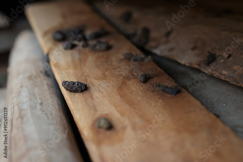 Rat droppings around the house. Rat droppings are a source of disease