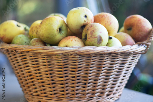 Close up of wicker rustic basket filled with freshly picked apples. Ideal for autumn harvest, organic produce, healthy eating, farm-to-table concepts, food blogs, nutrition articles. Selective focus