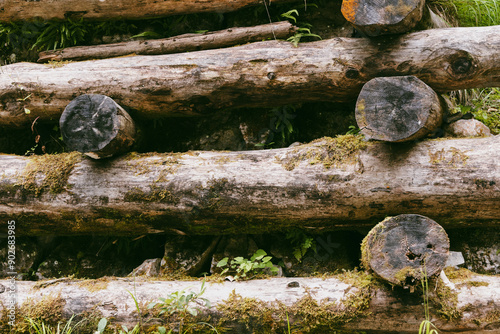 stacked logs covered with moss and vines, among which green vegetation makes its way. The photograph conveys a sense of the natural process of decomposition and restoration, emphasizing the cyclical n