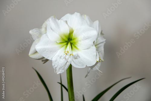 Amaryllis variety Himalaya. Amaryllis flowers. Hippeastrum white. Flower of Holland. Hippeastrum grade Himalaya. Amaryllidaceae. Dutch flowers.