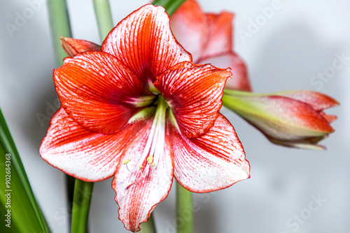 Amaryllis variety Showmaster. Amaryllis flowers. Hippeastrum red. Flower of Holland. Hippeastrum grade Showmaster. Amaryllidaceae. Dutch flowers.