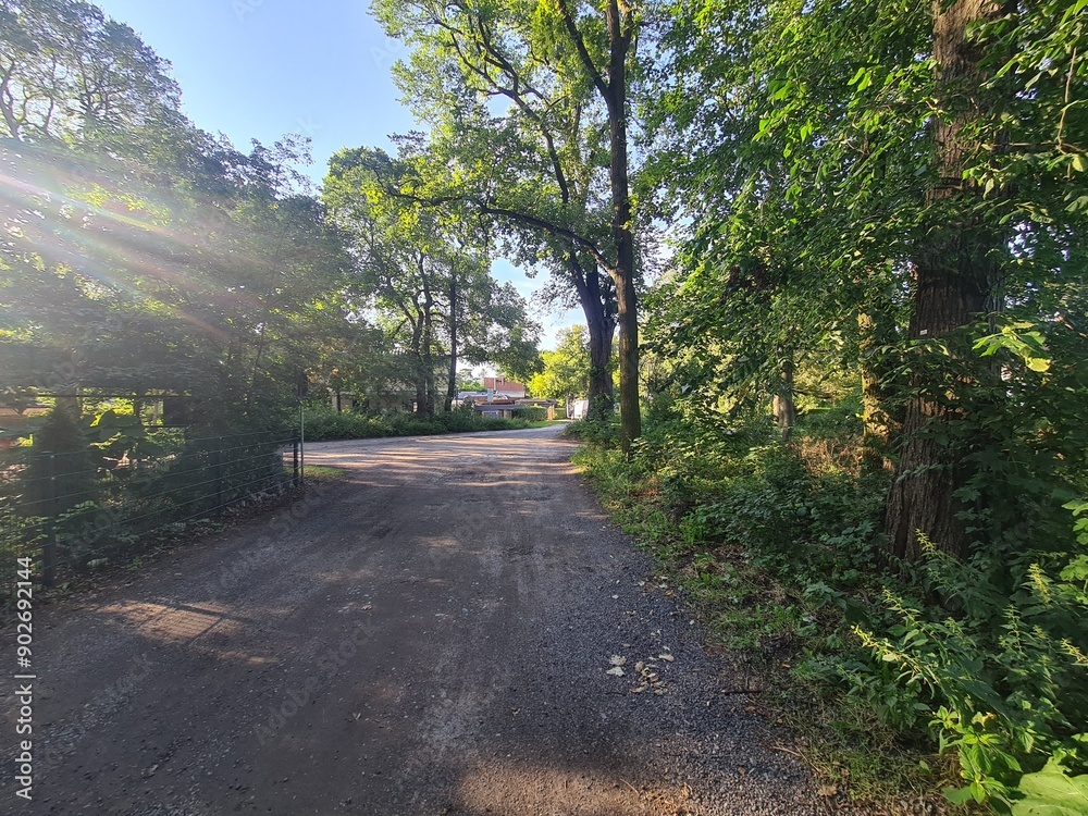 Fototapeta premium walking path with sun beam and trees in Berlin Rahnsdorf