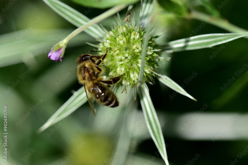 Biene auf einer Feld-Mannstreu-Blüte Biene auf einer Feld-Mannstreu-Blüte
