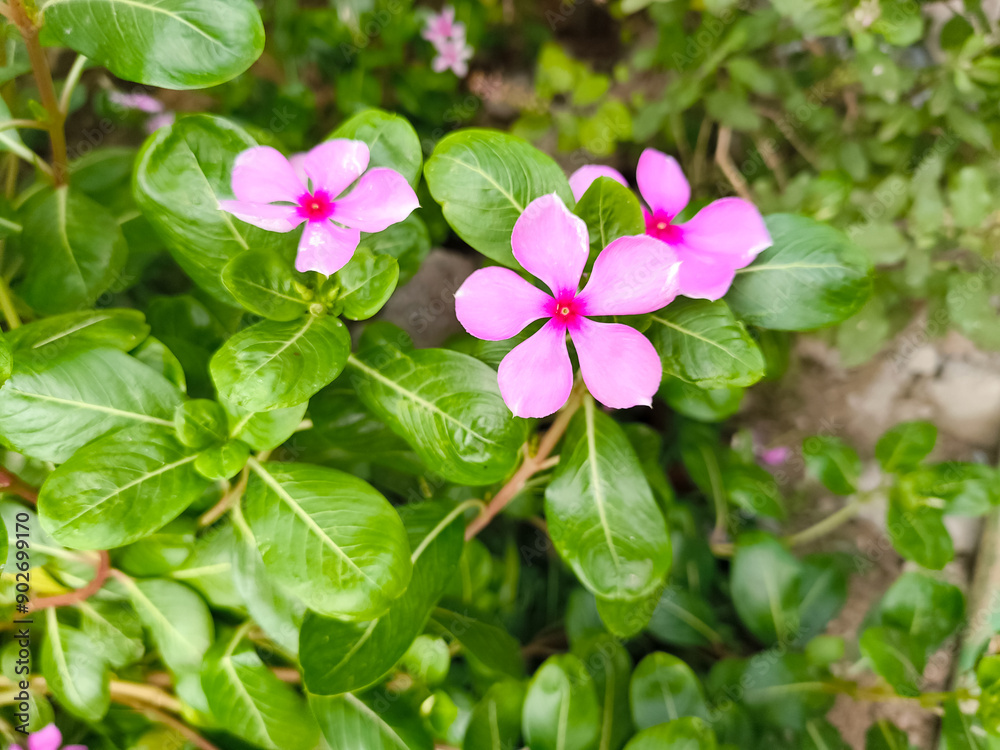 pink flowers in the garden pink flowers in the garden