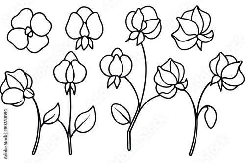 Sweet pea line art illustration Design Concepts