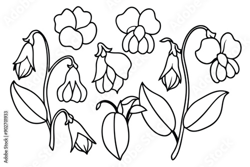 Sweet pea line art illustration Design Concepts