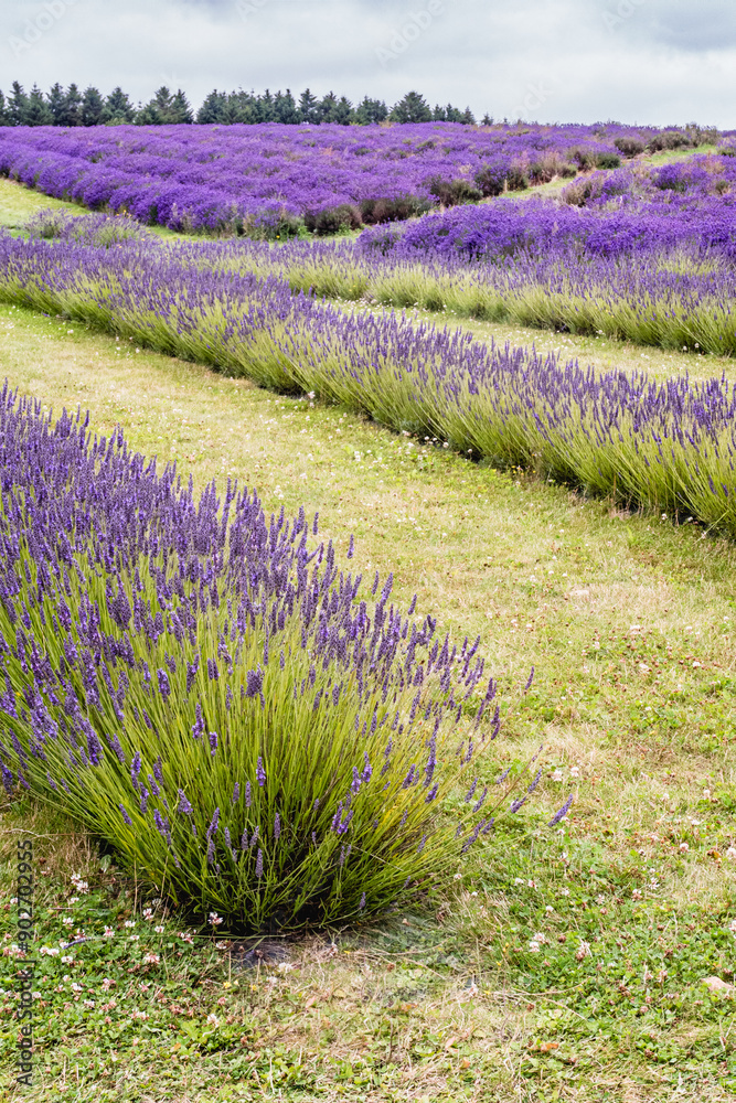 Naklejka premium Rows Of Cotswold Lavendar At Snowshill, Worcestershire