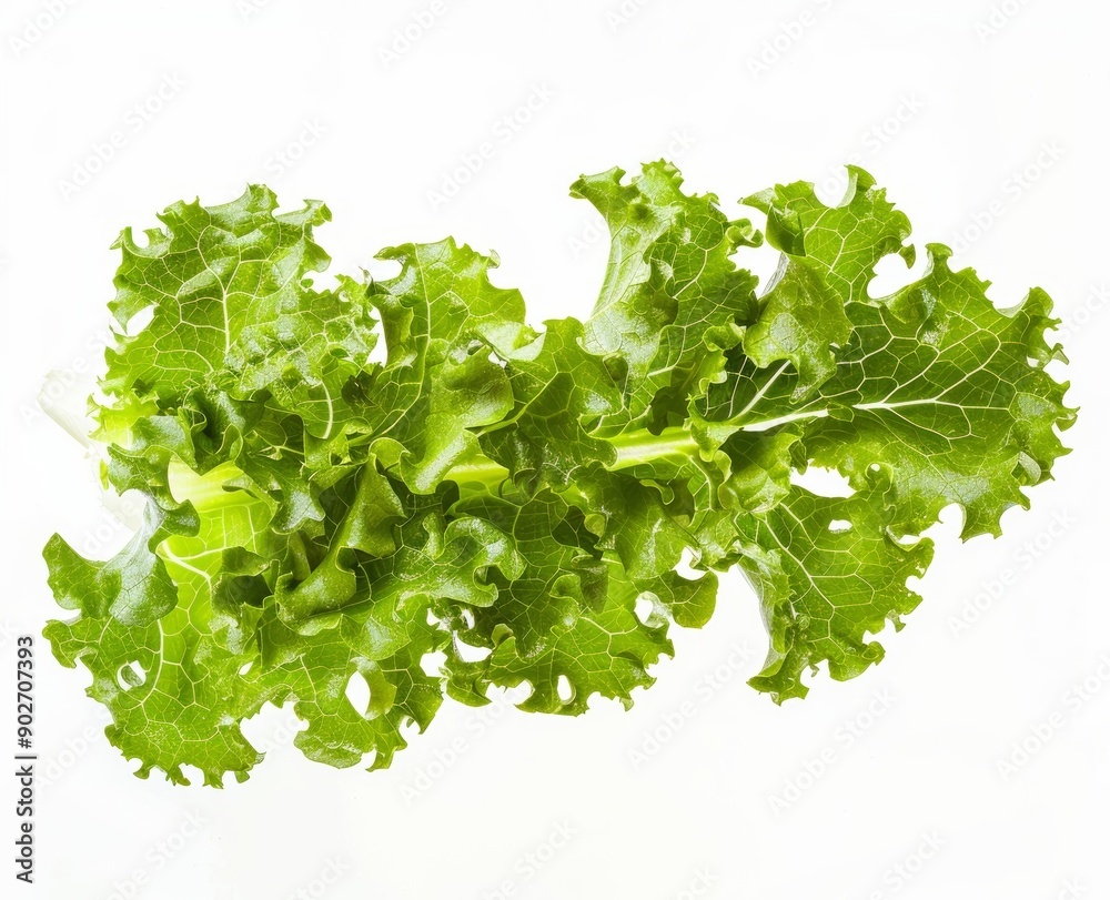 Obraz premium Green Lettuce Leaves on White Background