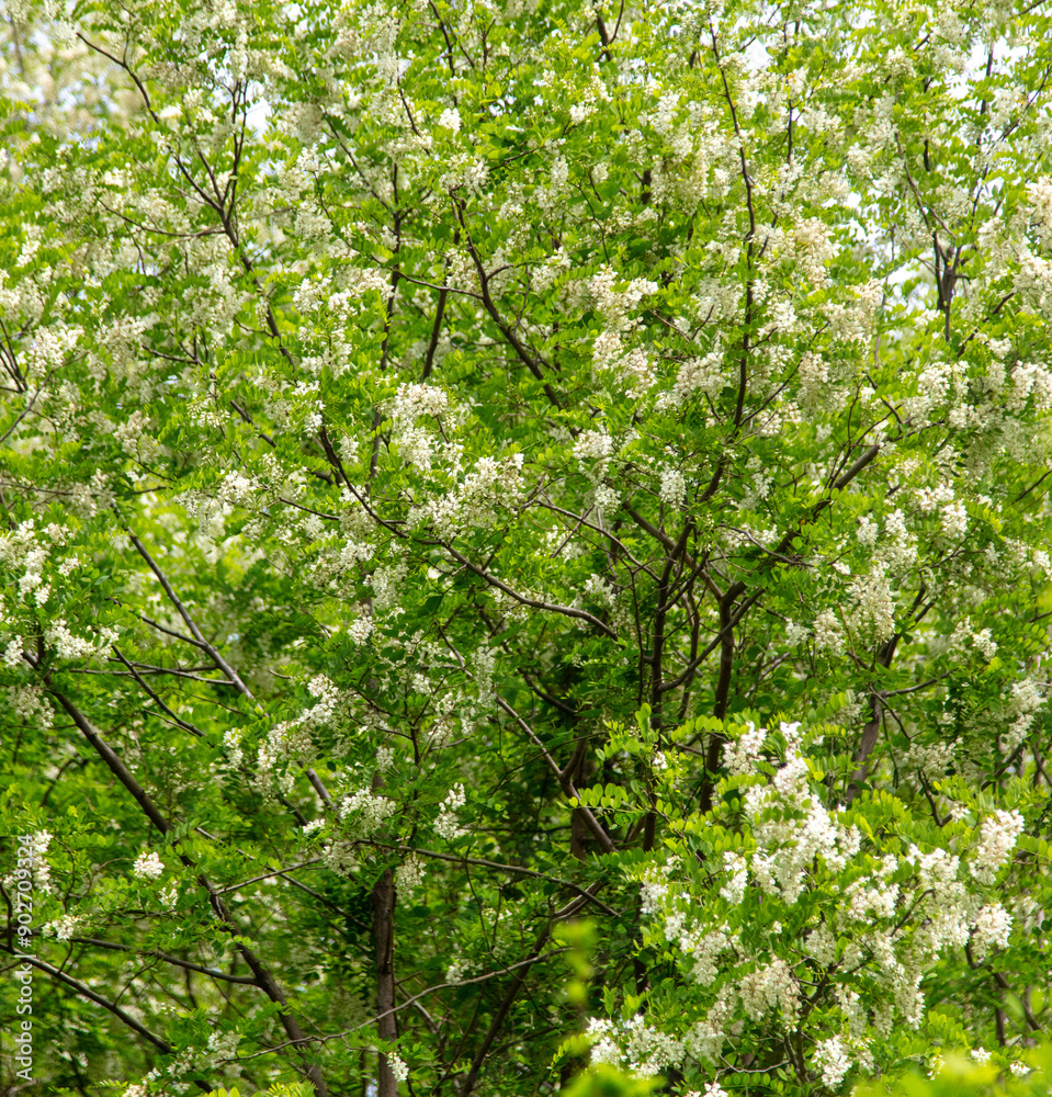 Blooming white acacia flowers on nature Blooming white acacia flowers on nature