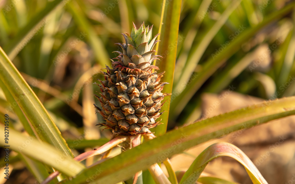 Pineapple grows on a plantation in Thailand Pineapple grows on a plantation in Thailand