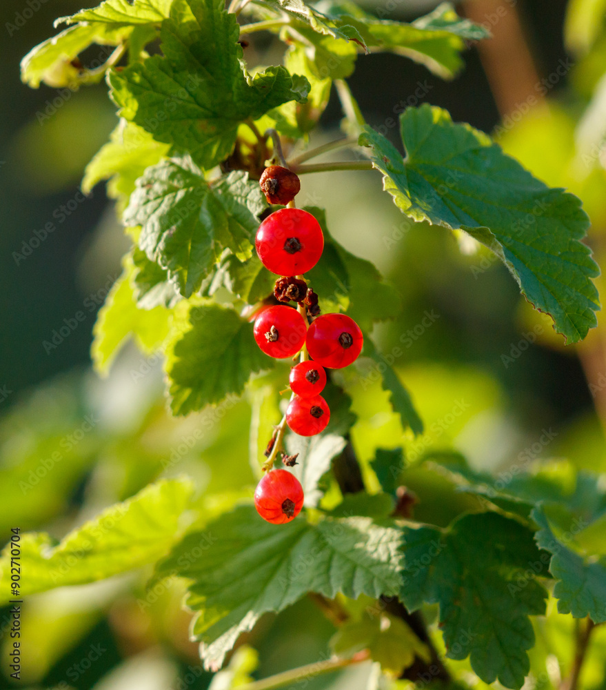Close-up of red currant on a plant branch Close-up of red currant on a plant branch