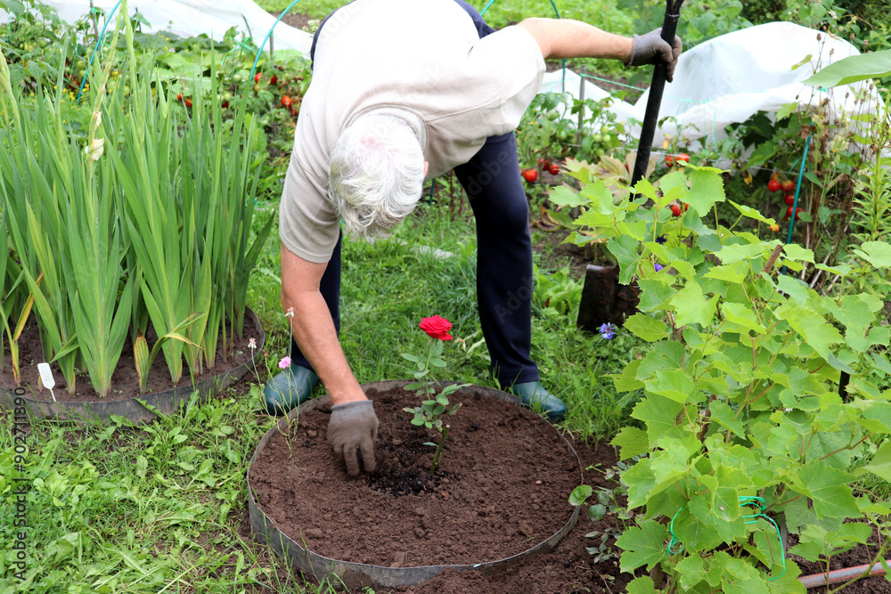 Fototapeta premium Farmer pensioner plants red rose and adds fresh soil to flowerbed in garden on cloudy summer day. Horizontal photo, elderly grey-haired man with shovel leaning over flower, close-up