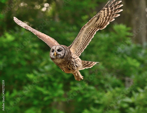 owl in flight