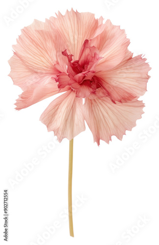 PNG  Real Pressed a Carnation flowers carnation plant red.