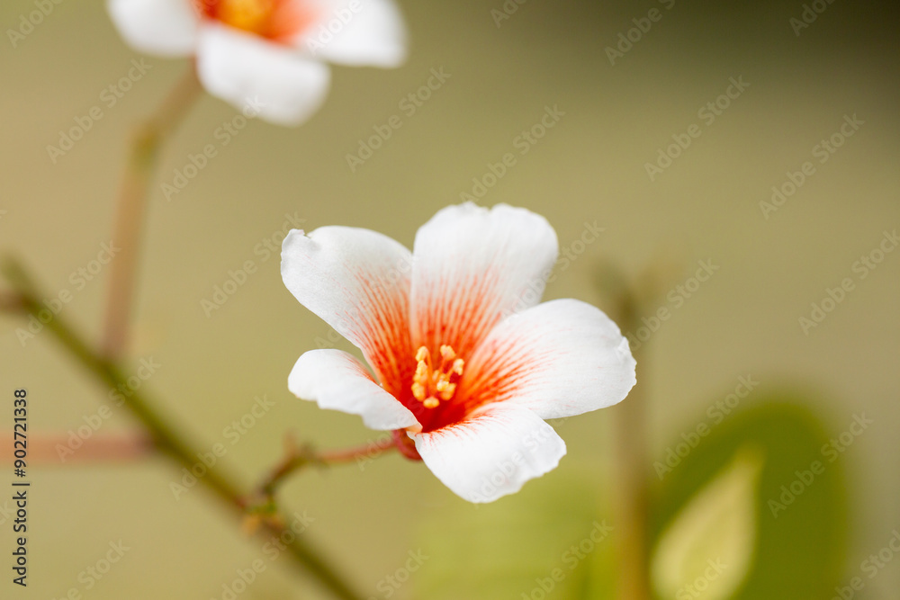 Obraz premium Close-up white Tung tree flower blooms. Aleurites Fordii Airy Shaw or Vernicia fordii, usually known as the tung or tung oil tree in spring. Delightful white-orange inflorescences on a blurred