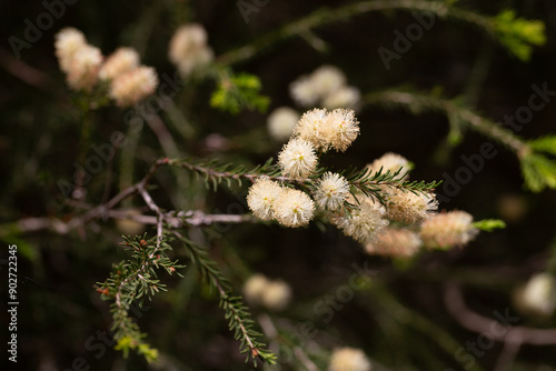 Melaleuca ericifolia (swamp paperbark) flowers on tree in spring Arboretum Park Southern Cultures in Sirius (Adler) Sochi. Paperbark tree (Tea tree) flowering with white bottlebrush blooms.