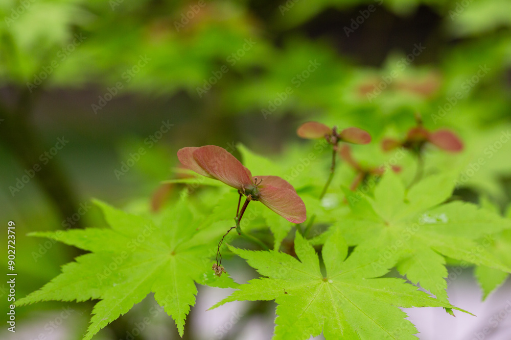 Close up blooming maple in spring Seiryu Japanese Maple - Latin name - Acer palmatum Seiryu, natural green leafy background copispace Close up blooming maple in spring Seiryu Japanese Maple - Latin name - Acer palmatum Seiryu, natural green leafy background copispace
