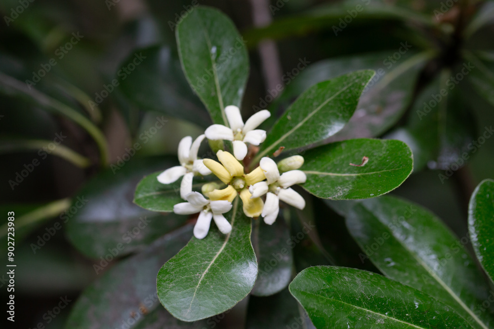 the flowering plant Pittosporum tobira, the Japanese pittosporum or Australian laurel, family Pittosporaceae. Small white-yellow flowers on a branch in spring. the flowering plant Pittosporum tobira, the Japanese pittosporum or Australian laurel, family Pittosporaceae. Small white-yellow flowers on a branch in spring.