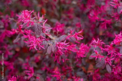 Botanical collection, pink flowers of Loropetalum chinense close up