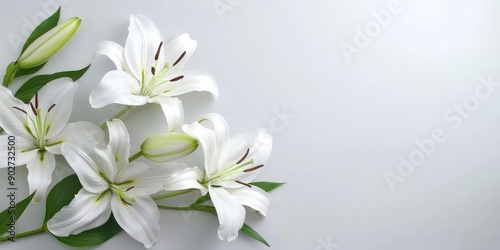 Beautiful white lilies on an isolated white background, branch of white lilies flowers, mourning or funeral background