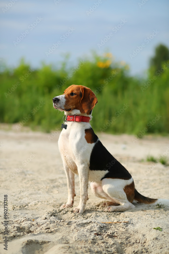 Portrait of a sitting nine month old estonian hound puppy outdoor Portrait of a sitting nine month old estonian hound puppy outdoor