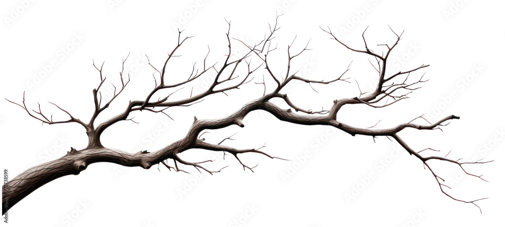 PNG Tree branch sketch plant. PNG Tree branch sketch plant.