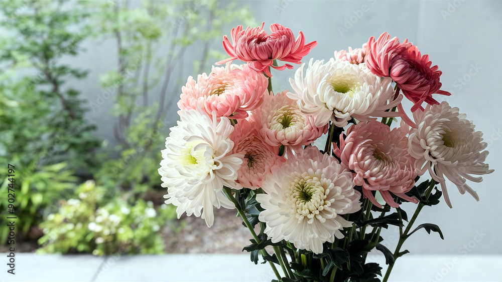 A stunning minimalist vibrant chrysanthemums against a soft garden background, creating a serene and elegant floral composition. A stunning minimalist vibrant chrysanthemums against a soft garden background, creating a serene and elegant floral composition.