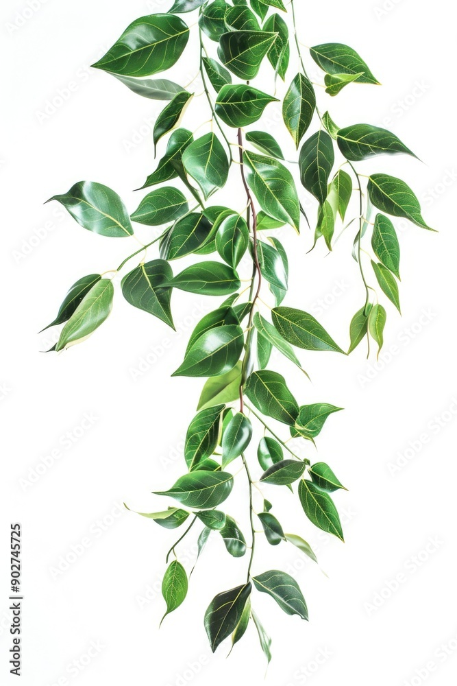 A close-up shot of a plant's green leaves A close-up shot of a plant's green leaves