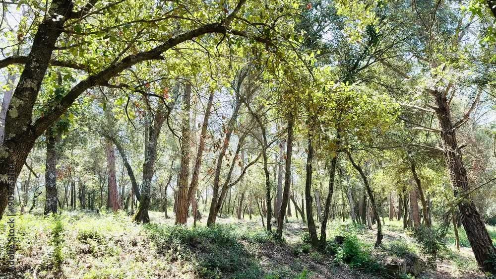 Beautiful forest landscape with trees. Beautiful forest landscape with trees.