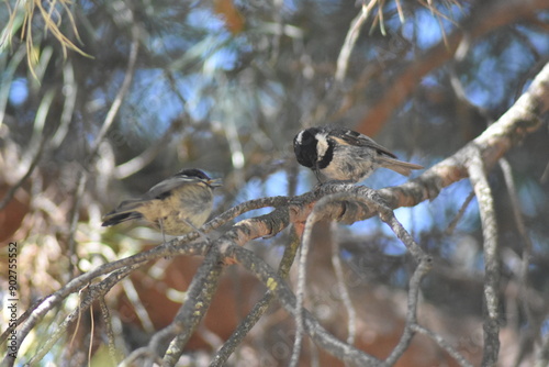 Coal tit bird (Periparus ater 