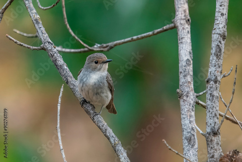 female ultramarine flycatcher or Ficedula superciliaris in Munsyari, India photo