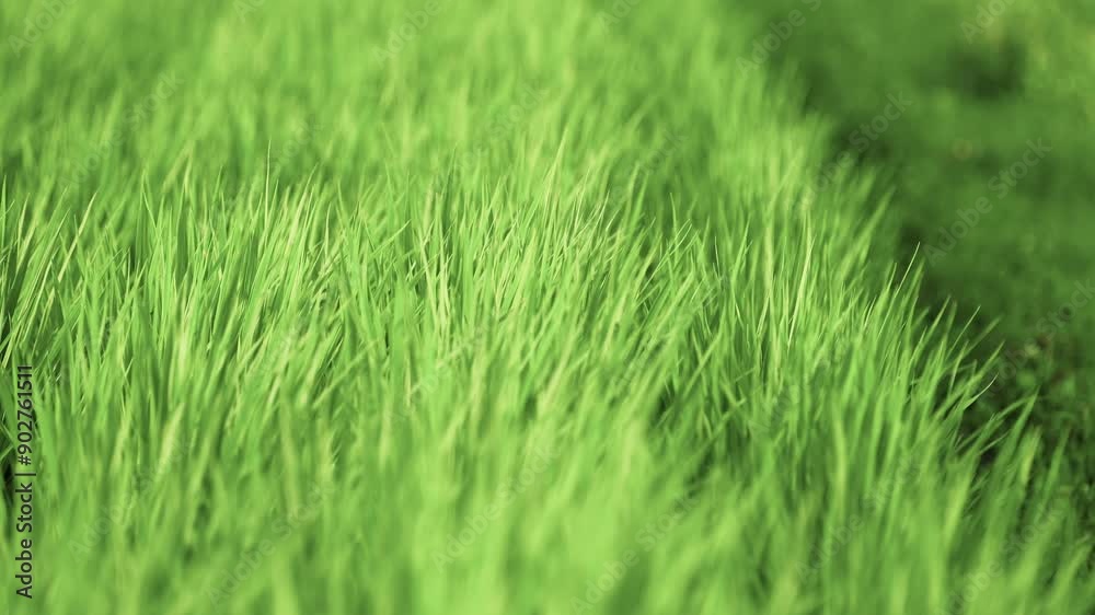 green field filled with a lot of rice