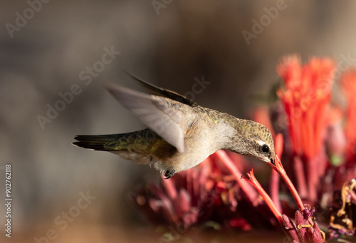 Humming bird with flower