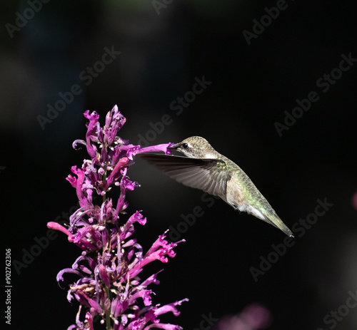 hummingbird