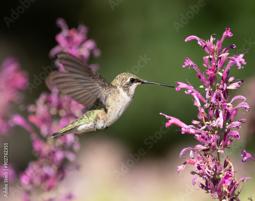 Obraz na płótnie hummingbird feeding on a flower w salonie