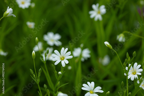 Chickweed lanceolate spring landscape photo