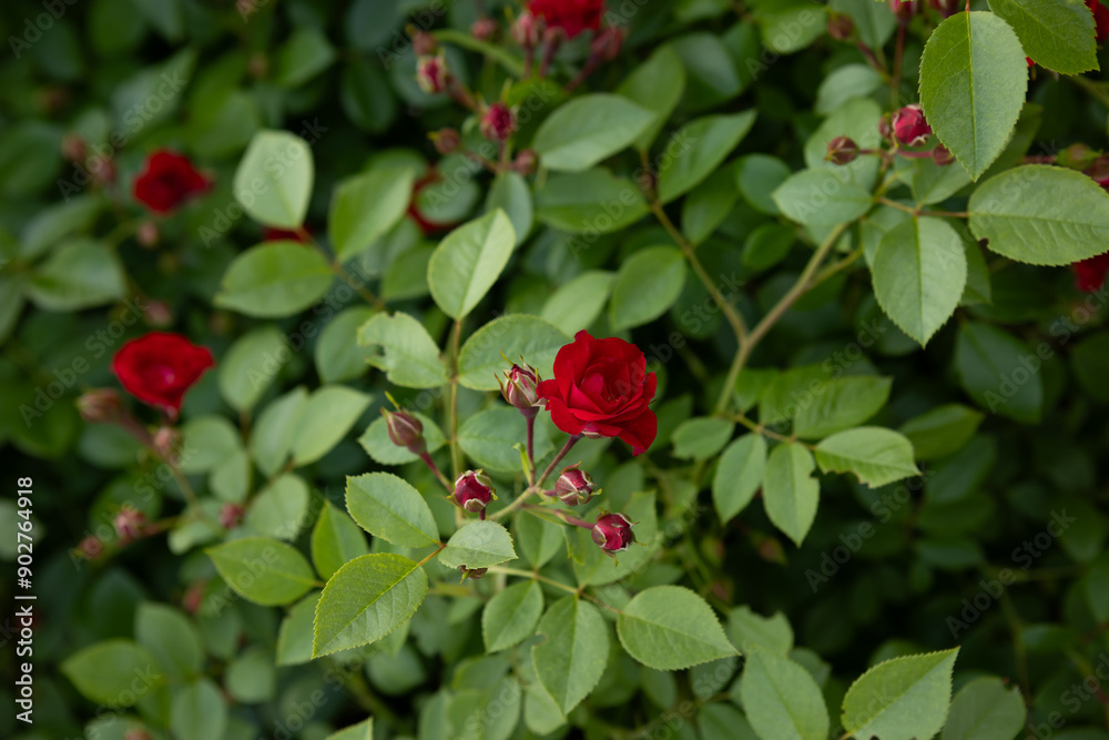 Summer natural green background with buds of tiny red roses garden Summer natural green background with buds of tiny red roses garden