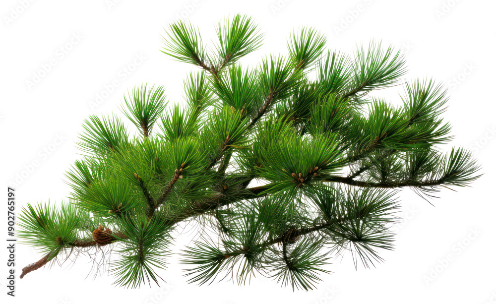 PNG Pine pine plant tree. PNG Pine pine plant tree.