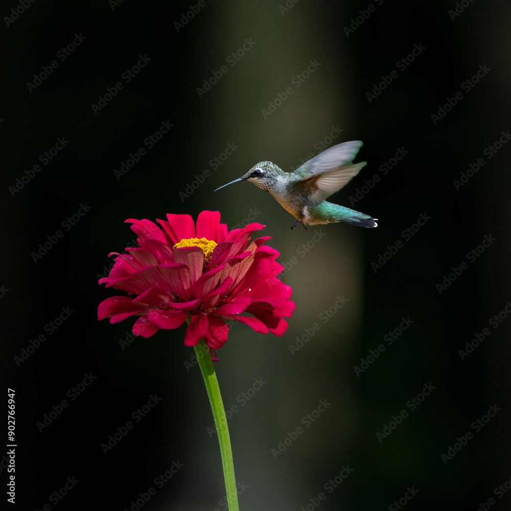 Obraz premium hummingbird feeding on red flower