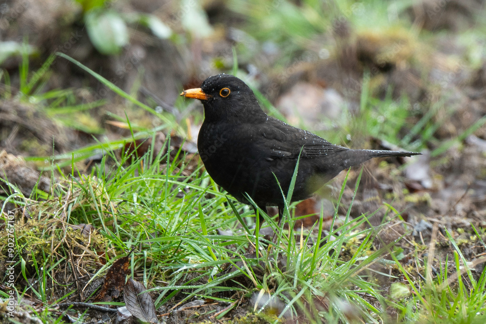 Merle noir,.Turdus merula, Common Blackbird Merle noir,.Turdus merula, Common Blackbird