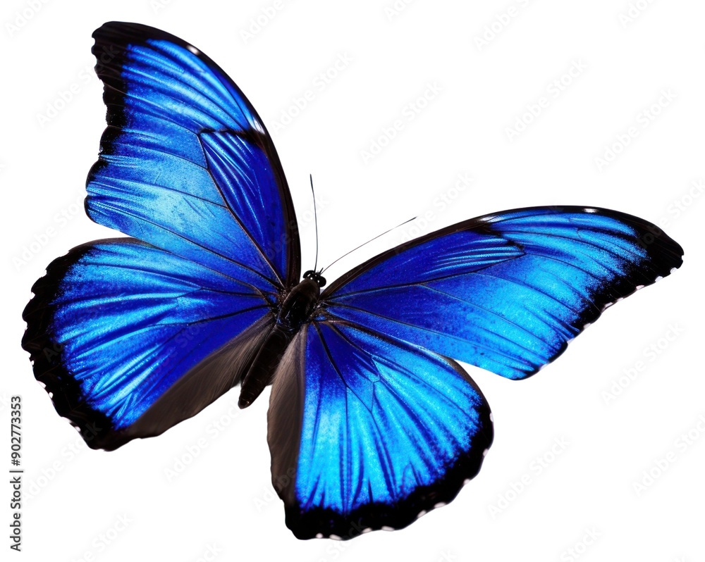 PNG Blue butterfly animal insect white background. PNG Blue butterfly animal insect white background.