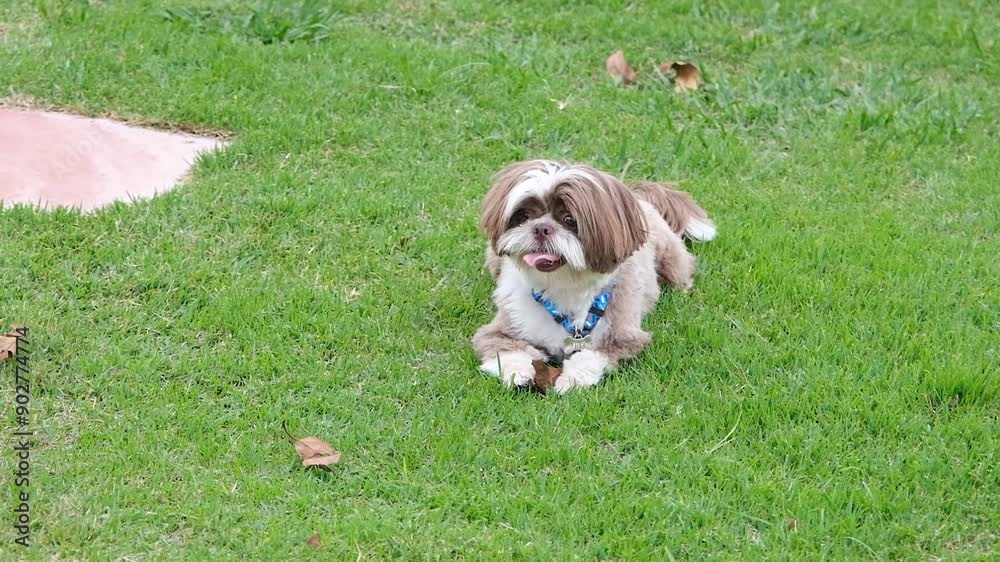 Shih tzu dog lying on the lawn and staring at the camera_2. Shih tzu dog lying on the lawn and staring at the camera_2.