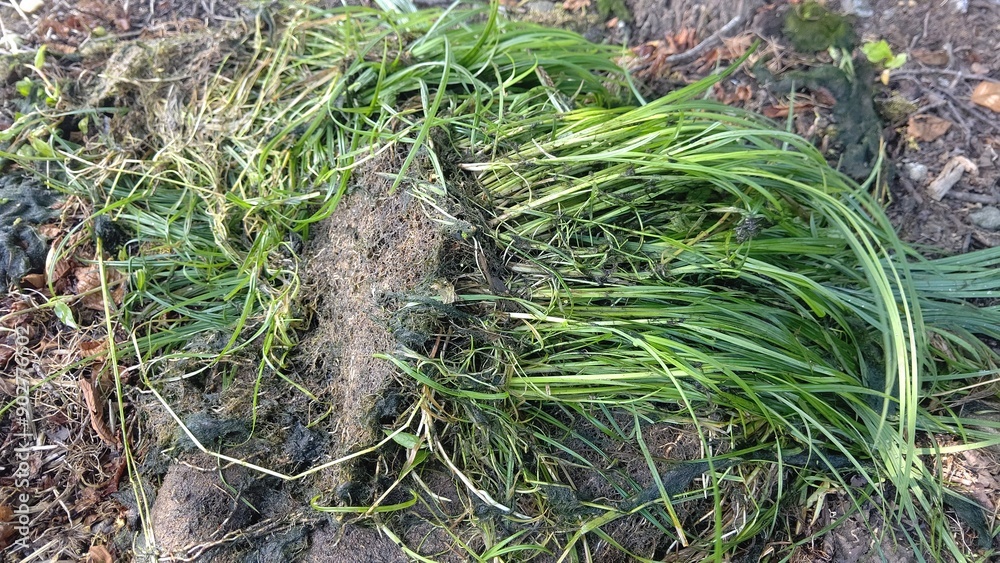 Obraz premium 水路に詰まる草