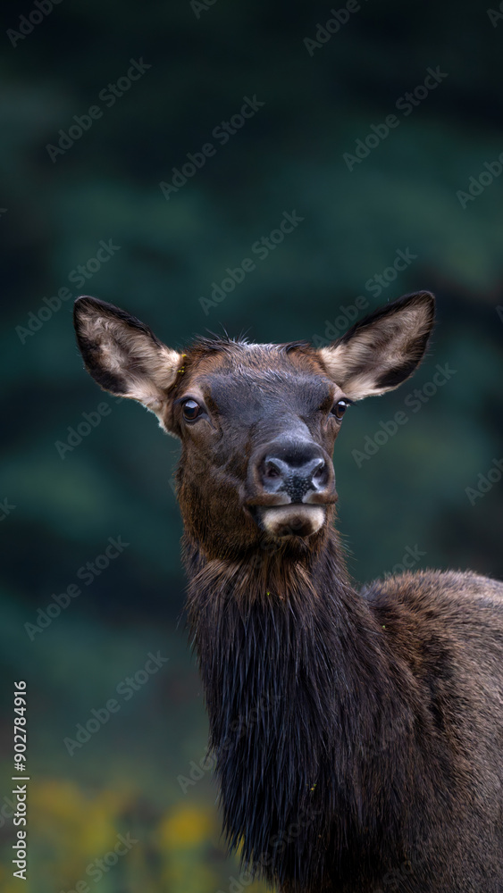 Fototapeta premium Female Elk