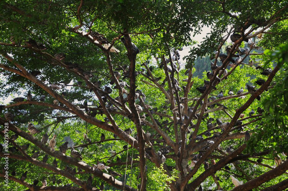 Flock of Pigeons Perched on Tree Branches in Lush Greenery Flock of Pigeons Perched on Tree Branches in Lush Greenery